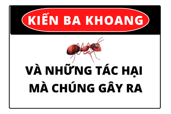 Tác hại của kiến ba khaong đối với người